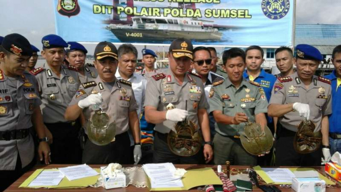 Kapolda Sumatera Selatan Irjen Pol Agung Budi Maryoto, saat menunjukkan barang bukti penyelundupan kepiting Tapal Kuda, Rabu (8/3/2017)