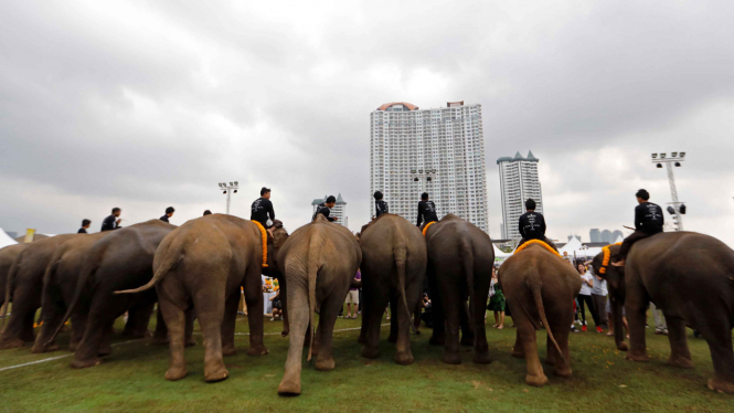 Atraksi para gajah di sebuah resor tepi sungai di Bangkok, Thailand.