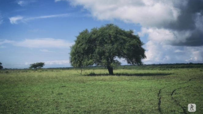 Taman Nasional Baluran Serpihan Afrika Di Pulau Jawa Viva