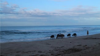 Krui, Surga Tersembunyi di Lampung bagi Para Peselancar