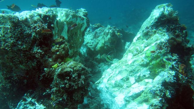 Kerusakan Terumbu Karang Raja Ampat