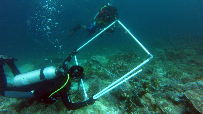 Tim peneliti mendata kerusakan karang yang disebabkan kandasnya Kapal MV Caledonian Sky berbendera Bahama di perairan Raja Ampat, Papua Barat.
