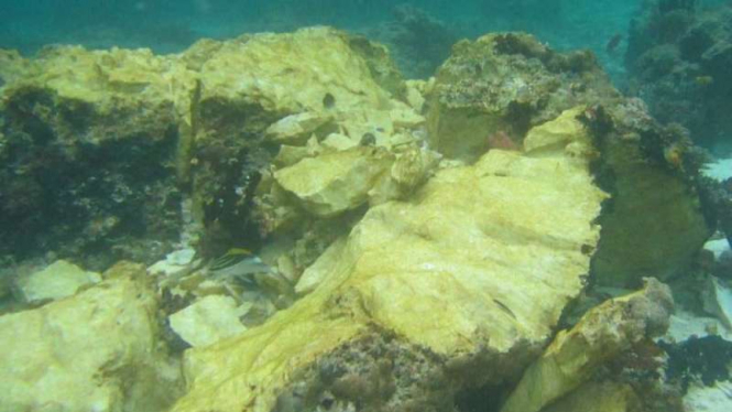 Terumbu karang yang rusak di Raja Ampat