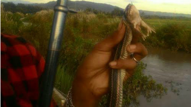 Penampakan 'ular berkaki' yang tak sengaja ditangkap di Sungai Opak, Bantul.