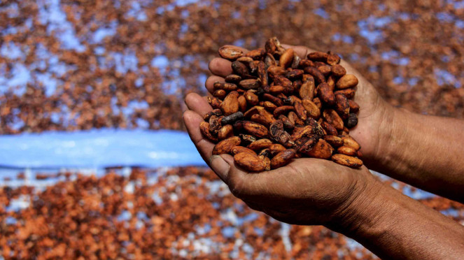 La influencia del clima y las plagas, el precio del cacao abajo