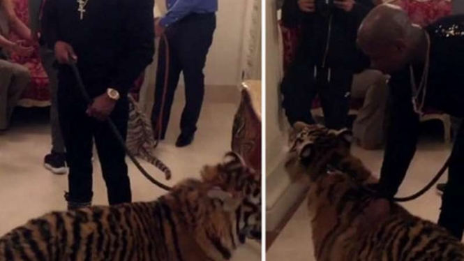 Floyd Mayweather Jr sat menggembalakan harimau di sebuah hotel