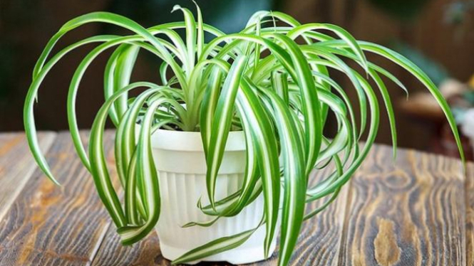 Spider Plant Tanaman  Hias  Cantik Pencegah Kanker