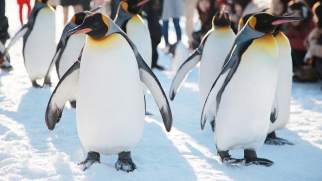 7 Fakta Menarik Tentang Penguin yang Bikin Penasaran