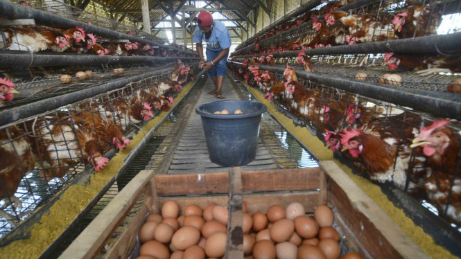 Harga Telur Ayam Naik