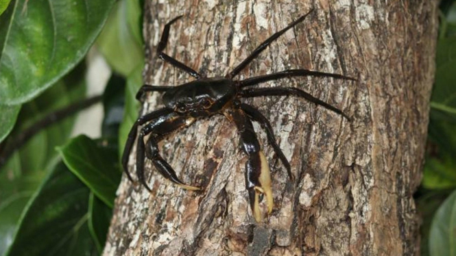 Spesies baru kepiting mirip laba-laba
