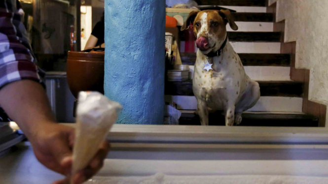 Toko Es Krim Khusus Anjing Di Meksiko
