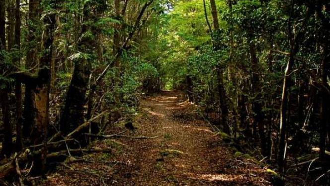 Enam Hutan Paling Angker di Dunia