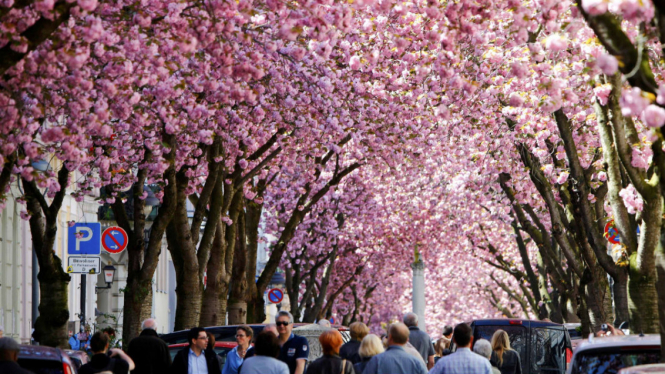 Sakura bermekaran di Bonn, Jerman, 2 April 2017.