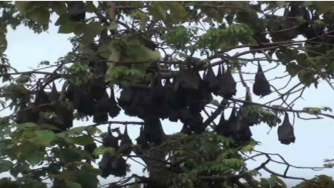 Kampung Kelelawar Dusun Paratinggia.