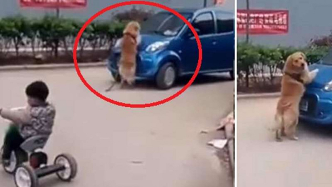 Anjing yang menghalangi mobil supaya tak menabrak majikannya.