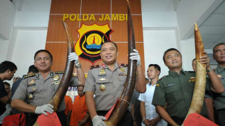 Tiga Penjual Gading Gajah Sumatera Dibekuk