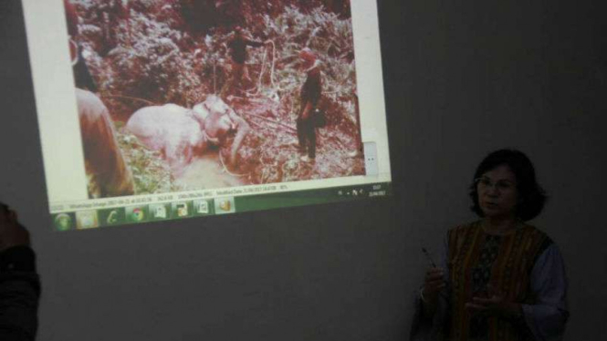 Balai Besar Konservasi Sumber Daya Alam Sumatera Utara menjelaskan ihwal temuan gajah mati di areal perkebunan sawit di Kabupaten Langkat pada Jumat, 21 April 2016.