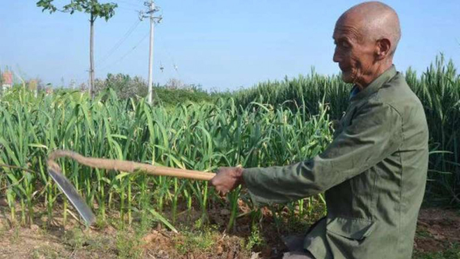 Xi Tiangen mencangkul di sawah.