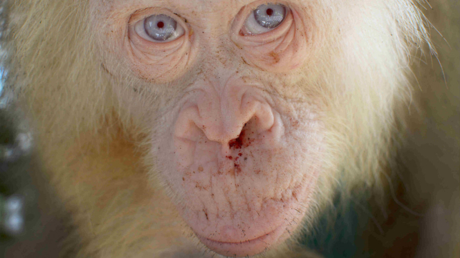 Orangutan Albino