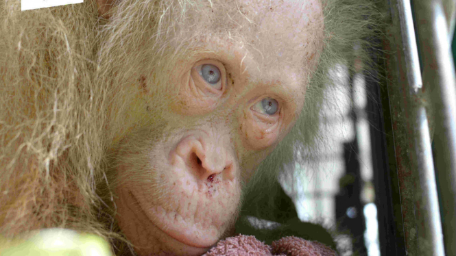 Orangutan Albino