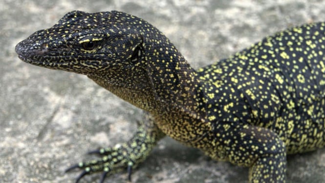 Biawak Varanus douarrha