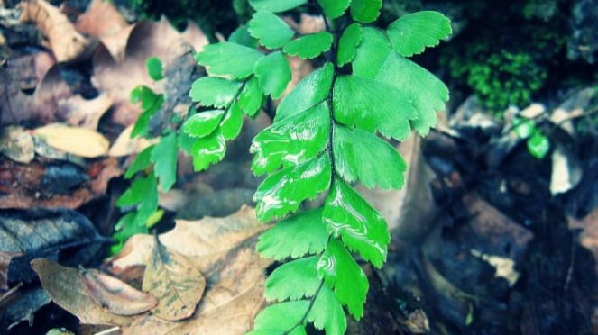 Daun Suplir.