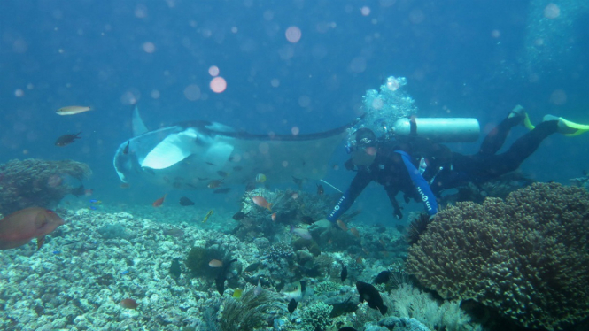 Turis menikmati pemandangan laut di kawasan perairan sekitar pulau Komodo, Labuan Bajo, Nusa Tenggara Timur, Rabu (26/4). 