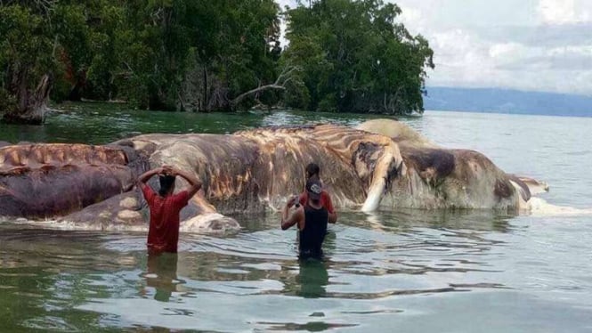 Bangkai Hewan Raksasa Bergading Terdampar di Pantai Seram