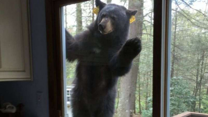 Beruang berusaha memasuki rumah di Connecticut karena mencium wangi brownies.