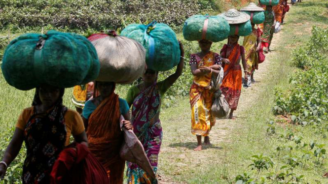 Ilustrasi pekerja pekerbunan wanita di India