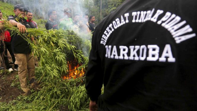 Operasi Ladang Ganja di Aceh