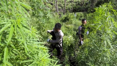 Operasi Ladang Ganja di Aceh