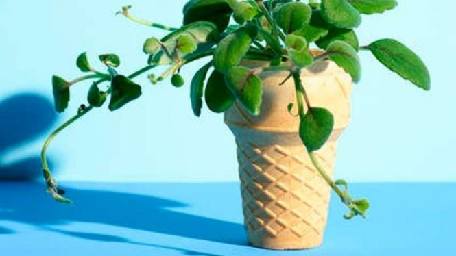 Cone Es Krim untuk pot tanaman