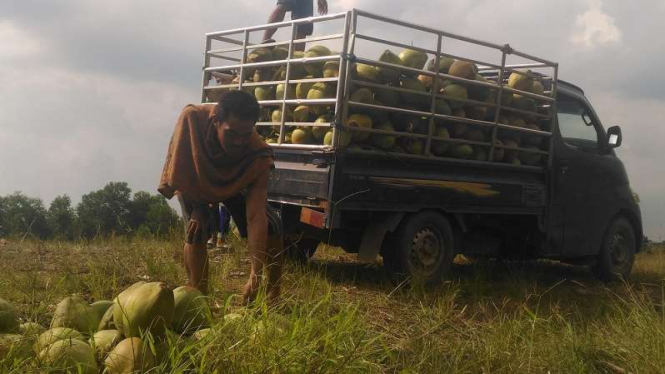 Mastari sedang mengisi buah kelapa ke dalam mobil pengepul.