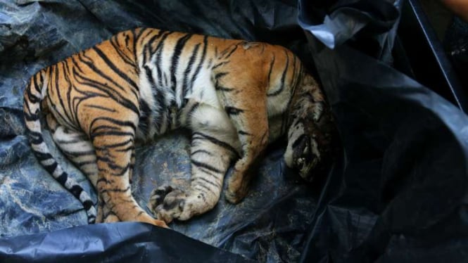  Kondisi bangkai Harimau Sumatera (Panthera tigris sumatrae) saat dibawa ke Kantor BBKSDA Sumatera Utara, di Medan, Jumat (26/5/2017).