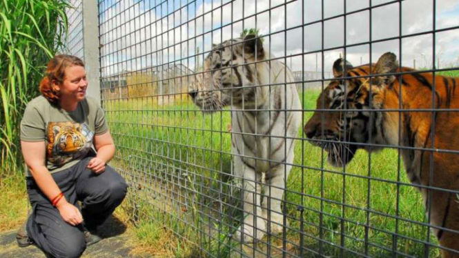 Korban dalam dokumentasi bersama harimau di kebun binatang