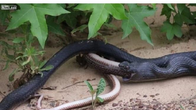 Ngeri Ular  Hitam  Ini Keluarkan Kembali Mangsa yang Ditelan