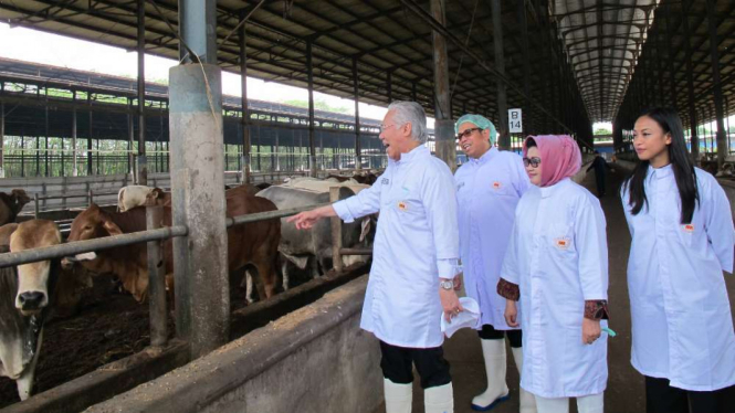 Menteri Perdagangan Enggartiasto Lukita saat mengunjungi peternakan sapi.