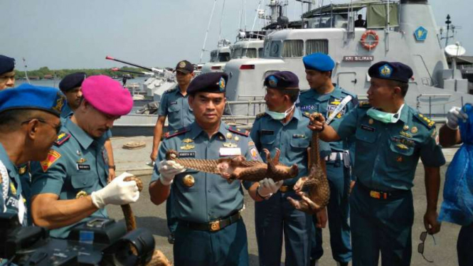TNI Angkatan Laut menunjukkan hewan langka Tringgiling yang hendak diselundupkan ke Malaysia, Selasa (13/6/2017)