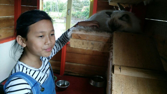 Wisata Unik Rumah Kucing Yang Menggemaskan Di Garut Viva