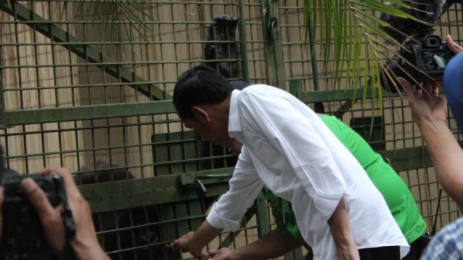 Presiden Jokowi ke Ragunan beri makan Gorila