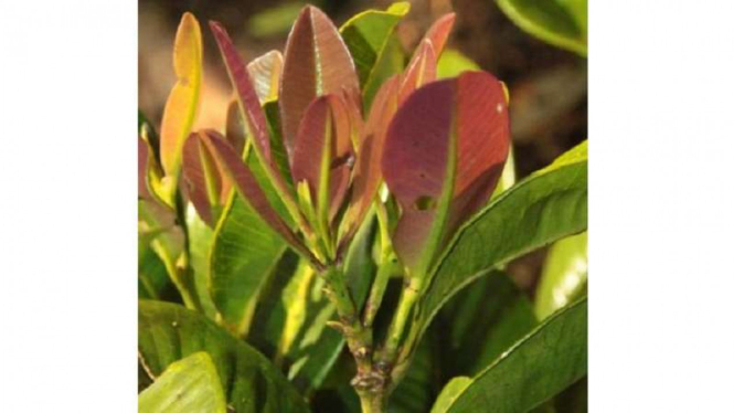 Spesies tanaman Syzygium balgooyi