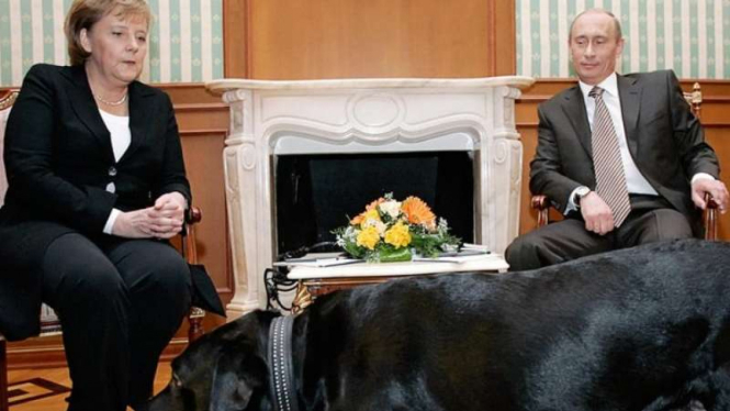 Putin membawa anjing labradornya saat bertemu Angela Merkel.