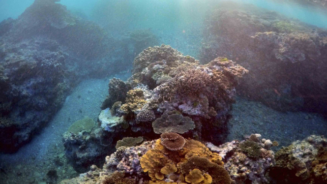 koral - under water - keindahan laut - wisata - underwater