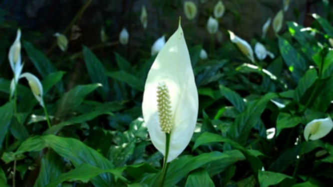Bunga Peace Lily