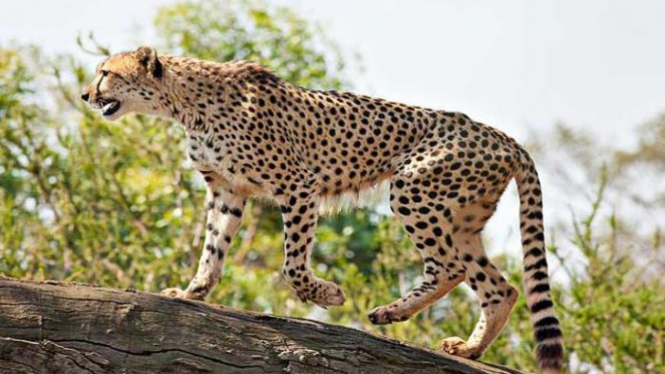 Cheetah/ilustrasi.