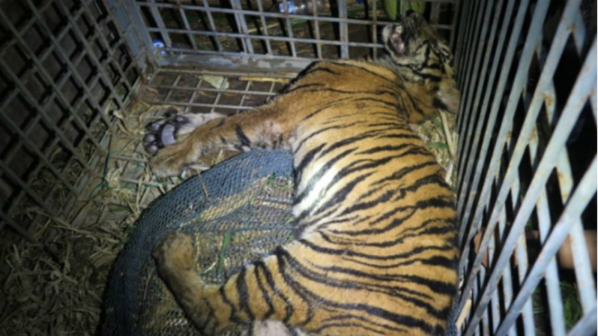 Dua ekor harimau Sumatera ditemukan tewas di Kabupaten Palas.