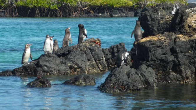 Calapagos Penguins