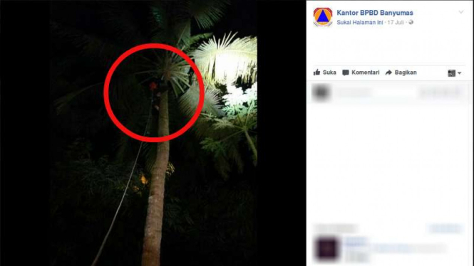 Petugas BPBD Banyumas mengevakuasi seorang pemanjat kelapa yang terjebak di atas pohon lantaran tak berani turun lagi, Senin (17/7/2017)