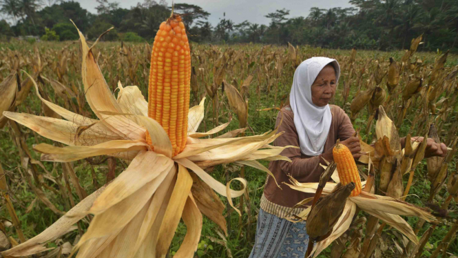 Target Swasembada Jagung Indonesia